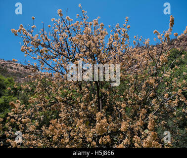 Wild pear tree fioritura in Walter Sisulu Giardino Botanico Foto Stock