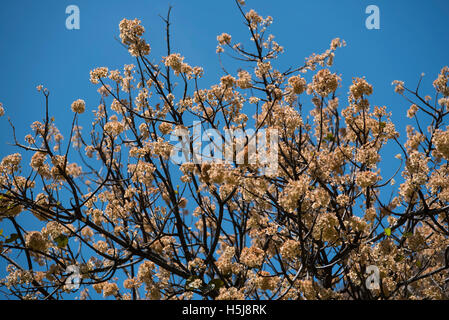 Wild pear tree fioritura in Walter Sisulu Giardino Botanico Foto Stock