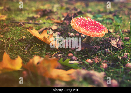 Close up su amanita muscaria, Fly agaric Toadstool, Funghi, Funghi. Foto Stock