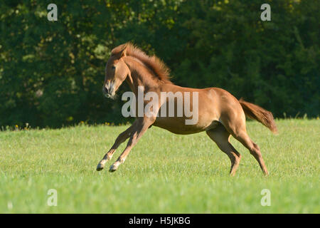 Paso Fino al galoppo di puledro in un prato Foto Stock