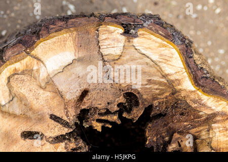 Sezione trasversale di un dettaglio della struttura mangiato da bug Foto Stock