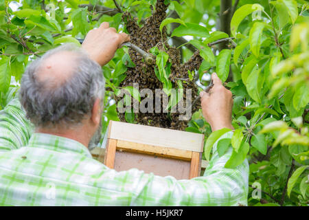 Apicoltore al lavoro Foto Stock
