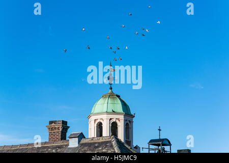 Piccioni cerchio la torre sulla Scuola Bluecoats in Chester Foto Stock