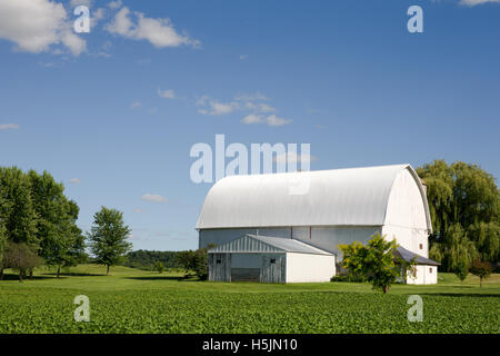 White Barn circondato da coltivazioni di verde e di alberi con una copia dello spazio nel cielo blu se necessario. Foto Stock