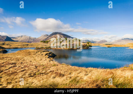 Pine Island Connemara, Irlanda. Foto Stock