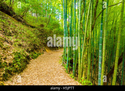 Bellissimo rustico sporco di avvolgimento sentiero fiancheggiato da bambù verde foresta conduce a ex sito del castello di Tsumago lungo la Nakasendo rout Foto Stock
