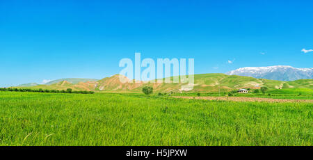 L'erba alta è ondeggianti nel vento sulla Scenic prato con Gissar gamma di Pamir-Alay montagne sullo sfondo Foto Stock