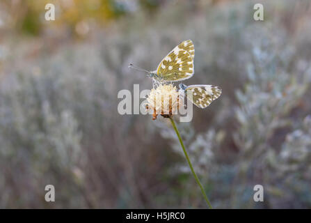 Due farfalle (Pontia daplidice) seduto sul ultimo autunnale di fiori selvatici Foto Stock