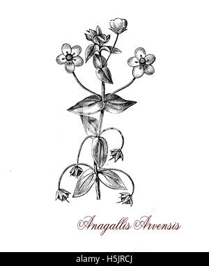 La Scarlet pimpernel (Anagallis arvense) è un basso crescente pianta annuale ormai diffuso in tutto il mondo, considerato da alcuni come una pianta ornamentale e da altri come un erbaccia. Foto Stock