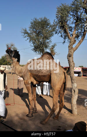 Naguar, Rajasthan, India- Febbraio 10, 2011 : un giovane cammello per la vendita con il suo proprietario e alcuni acquirenti a Naguar Fiera del Bestiame, a Naguar, Rajasthan, India. Foto Stock