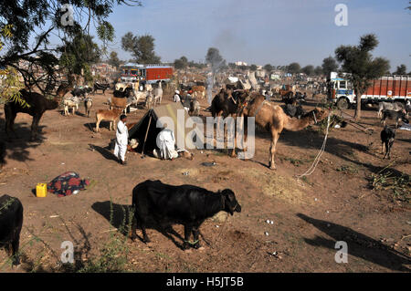 Naguar, Rajasthan, India- Febbraio 10, 2011: alcuni agricoltori con i loro cammelli, vacche e Baffalos in vendita presso Naguar fiera del bestiame, Naguar, Rajasthan, India Foto Stock