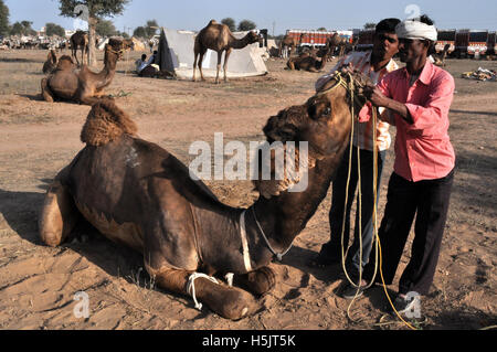 Naguar, Rajasthan, India- Febbraio 10, 2011: l'acquirente esaminando denti di una giovane cammelli per conoscere età corretta a Naguar Fiera del Bestiame Naguar, Rajasthan in India Foto Stock