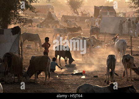 Naguar, Rajasthan, India- Febbraio 10, 2011: alcuni contadini con le loro famiglie, cattles e bullcarts al Naguar Fiera del Bestiame Naguar, Rajasthan, India Foto Stock