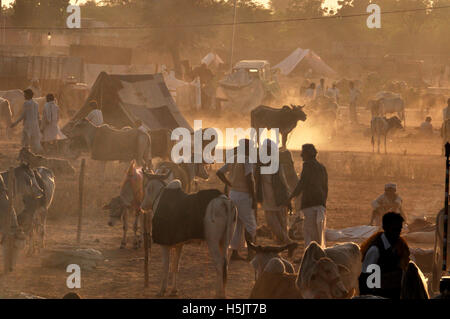 Naguar, Rajasthan, India- Febbraio 10, 2011: gli agricoltori tende, vacche e alcuni clienti di acquistare Cattles al Nagaur fiera del bestiame, Naguar, Rajasthan, India. Foto Stock
