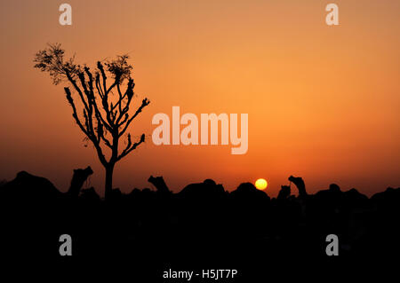 Naguar, Rajasthan, India- Febbraio 10, 2011 : tramonto e silhouette di gruppo di cammelli in serata a Naguar fiera del bestiame, Naguar, Rajasthan, India. Foto Stock