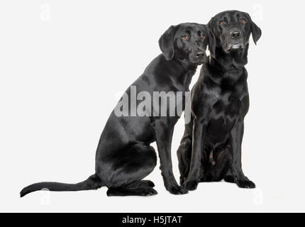 Due nero Labrador Cani fotografato su w uno sfondo bianco in uno studio fotografico. Foto Stock