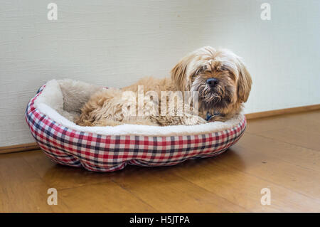 Bellissimo il cioccolato al latte di cane havanese Foto Stock