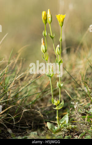 Giallo-wort (Blackstonia perfoliata). Pianta piccola in famiglia Gentianaceae con fiori gialli e foglie fuso attorno allo stelo Foto Stock
