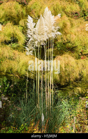 Pampa erba (Cortaderia selloana) in fiore. Tussock ornamentali di fioritura delle piante che crescono in un British Botanic Garden Foto Stock