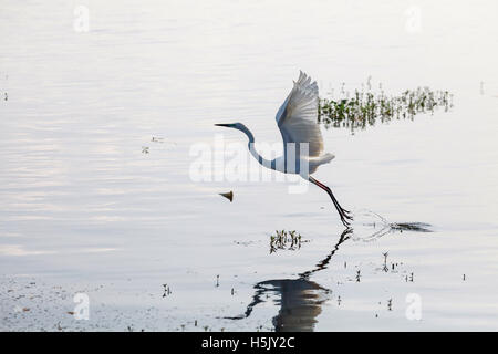 Airone bianco maggiore di iniziare a volare da lago, Sri Lanka Foto Stock