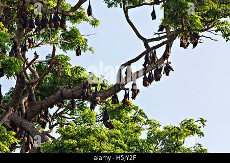 Albero pieno di pipistrelli - Indiano flying fox, Tissamaharama, Sri Lanka Foto Stock