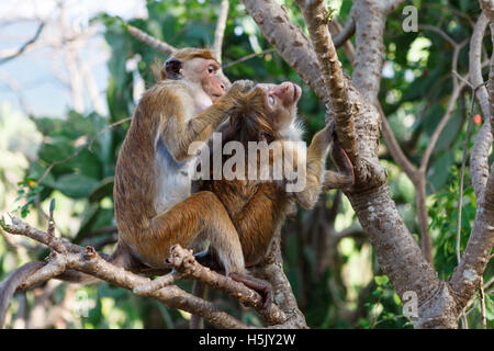 Cofano scimmia macaco toelettatura, Sri Lanka Foto Stock