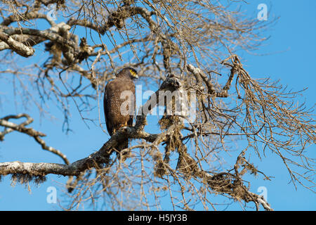 Crested Eagle serpente seduto sugli alberi contro il cielo blu, Yala National Park, Sri Lanka Foto Stock