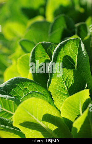 Close up di lattuga in giardino Foto Stock