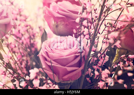 Colore rosa è aumentato Foto Stock