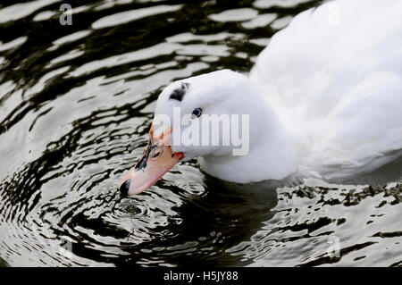 Goose nuotare nel lago. Foto Stock