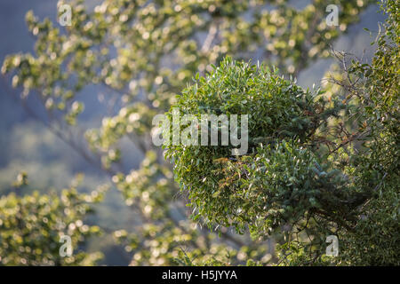 Vischio in alto su albero Foto Stock