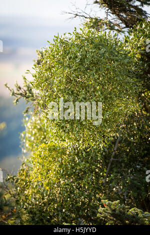 Vischio in alto su albero Foto Stock