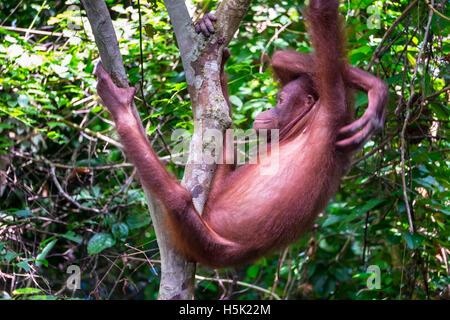 Un ragionato degli oranghi è visto su un albero nella foresta pluviale tropicale Foto Stock