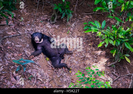 Un solitario sun bear è visto giacente sul suolo della foresta del Borneo foresta di pioggia. Foto Stock