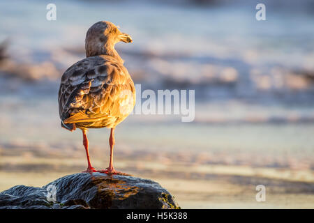 I capretti gabbiano occidentale (Larus occidentalis) nella luce della sera su Marshalls Beach a San Francisco, California, Stati Uniti d'America. Foto Stock