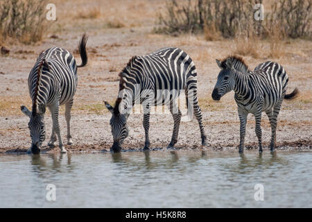 La Burchell zebre o pianure zebre (Equus quagga), il Parco Nazionale di Hwange, Zimbabwe Africa Foto Stock