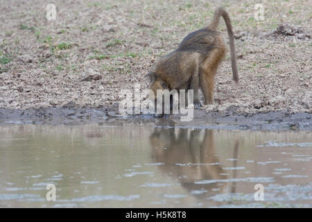 Babbuino scimmia (Papio cynocephalus), Mudumu National Park, Namibia, Africa Foto Stock