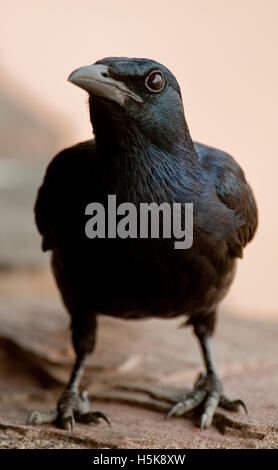 Capo Crow o corvo nero (Corvus capensis), il Parco Nazionale di Hwange, Zimbabwe Africa Foto Stock