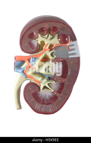 Modello anatomico di un rene Foto Stock