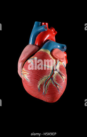 Modello anatomico del cuore Foto Stock