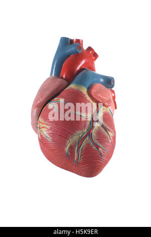 Modello anatomico del cuore Foto Stock