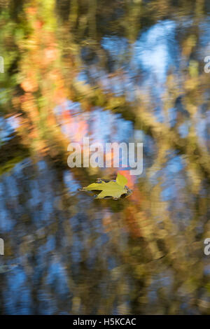 Caduto l'autunno maple leaf galleggiante sull'acqua nella campagna di Cotswold. Regno Unito Foto Stock