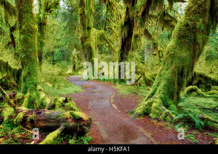 Percorso nella Hall di muschi. Hoh Rain Forest. Il Parco nazionale di Olympic, Washington Foto Stock