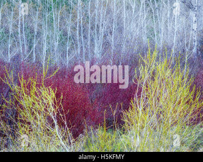 Salici in primavera con alberi di Aspen. . Vicino a John giorno, Oregon Foto Stock