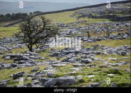 Pavimentazione di pietra calcarea, Sulber, Ingleborough riserva naturale vicino a Horton in Ribblesdale, Yorkshire. Foto Stock