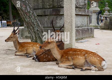 Tre caprioli in appoggio nelle strade di l'isola di Miyajima, Giappone Foto Stock