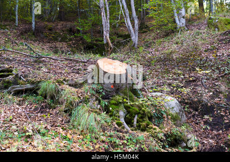 Tagliare l'albero in un legno. Industria del legname Foto Stock