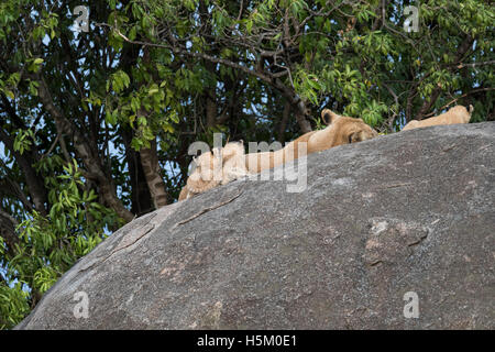 Una leonessa alimenta i suoi due cuccioli di sicuro sulla parte superiore di un kopje nel Parco Nazionale del Serengeti, Tanzania Foto Stock