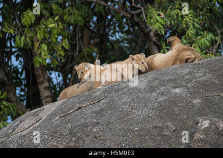 Una leonessa feed e gioca con i suoi due cuccioli di sicuro sulla parte superiore di un kopje nel Parco Nazionale del Serengeti, Tanzania Foto Stock