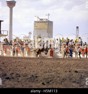 Questa immagine cattura l'intensa azione di cavalcare un toro al Calgary Stampede, un rodeo di fama mondiale che si tiene ogni anno a Calgary, Alberta, Canada. La foto evidenzia l'abilità e il coraggio dei cowboy del rodeo. Foto Stock